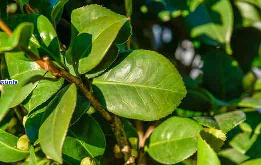 茶花树叶子能泡茶，茶花树的叶子：一种天然的茶叶选择