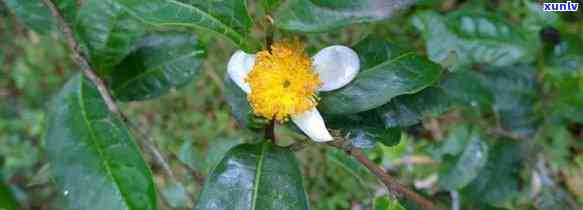 茶叶树花能泡茶喝吗-茶叶树花能泡茶喝吗有吗