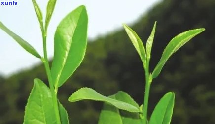 茶叶是草本还是木本，探讨茶叶：它是草本植物还是木本植物？