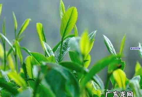 茶叶是草本还是树本-茶叶是草本还是树本植物