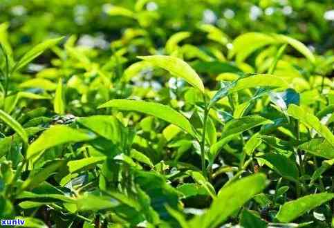 茶叶是草本还是树本-茶叶是草本还是树本植物