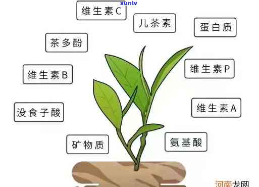 茶叶中的微量元素与人类健研究，探究茶叶中微量元素对人类健的贡献