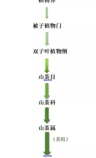 全面解析：调查观察茶叶的 *** 、过程及步骤