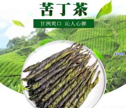 苦丁茶和茶叶的区别-苦丁茶和茶叶的区别是什么