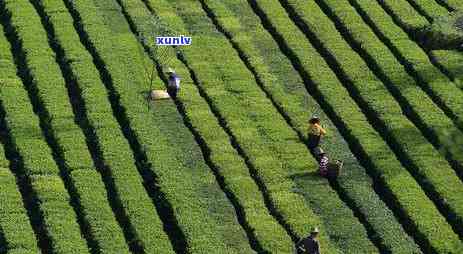 茶叶花几天浇一次水-茶叶花几天浇一次水好