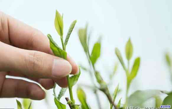 雨前和明前茶的区别：哪个更好？