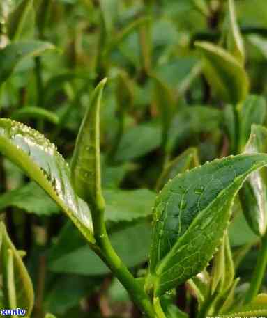 明前雨前茶叶的区别-明前茶叶和雨前茶叶有什么区别