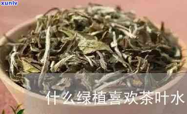 什么花草喜欢茶叶水-什么花草喜欢茶叶水呢