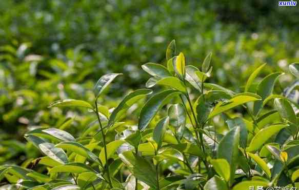 中国最珍贵的茶和茶树是哪种，探寻中国珍品：哪一种茶和茶树最为珍贵？