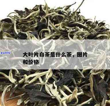 大脚片茶叶是什么树-大脚片茶叶学名