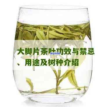 大脚片茶叶是什么树-大脚片茶叶学名