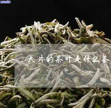 大脚片茶叶是什么树-大脚片茶叶学名