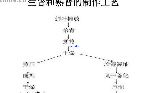 茶叶的发酵程度：含义解析