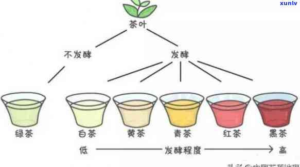 茶叶发酵程度不同：如何区分绿茶、乌龙茶和其他茶类？