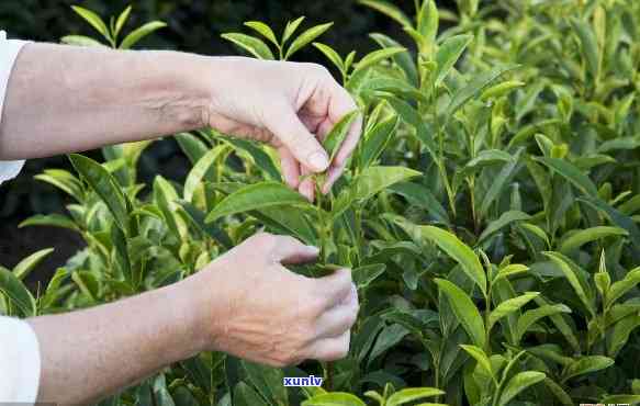 有没有农药茶叶分别-农药少的茶叶