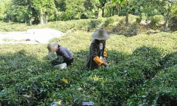 有没有农药茶叶分别-农药少的茶叶