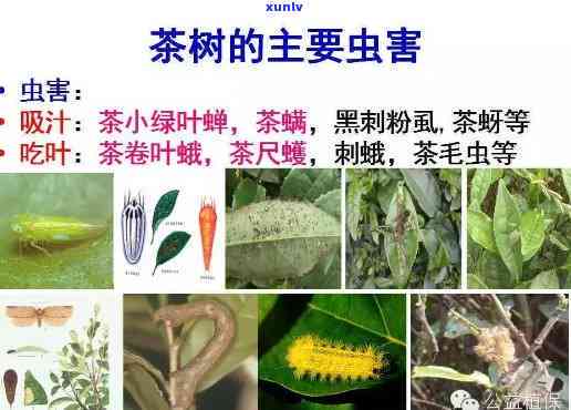 茶叶常见病虫害及防治全解析