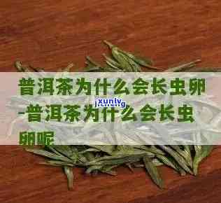 茶叶保管 *** 长虫不-茶叶存如何防虫