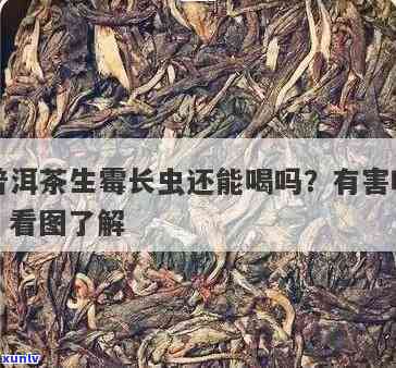 茶叶保管 *** 长虫不-茶叶存如何防虫