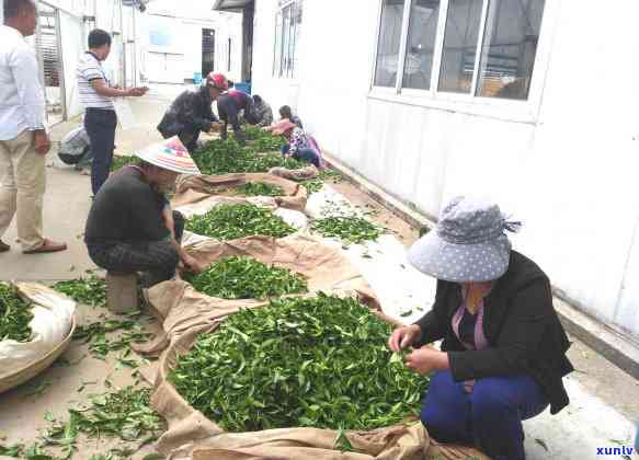 一亩地种多少茶叶树-一亩地种多少茶叶树合适