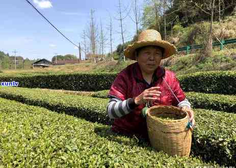 茶叶里生虫子，茶叶遭虫害，如何防止和解决？