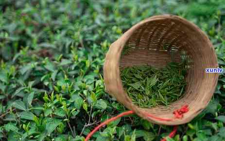 茶叶里生虫子，茶叶遭虫害，如何防止和解决？