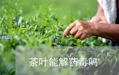 哀牢山老树普洱茶：市场行情与价值解析