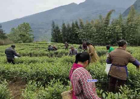 茶叶头茶是什么意思，「茶叶头茶」究竟是什么？一次全面解析