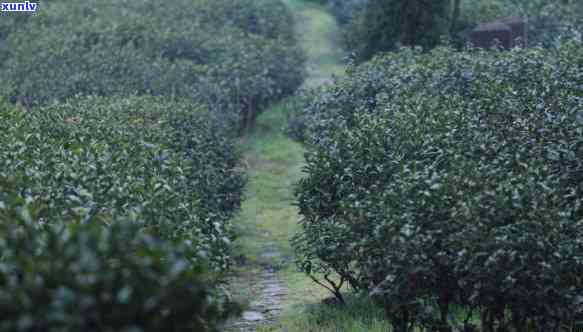 湖北浠水县河茶叶专业合作社联系方式及地址