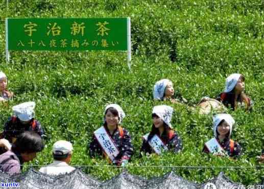 能送茶叶给人吗？针对不同情况探讨可行性与注意事