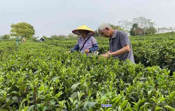 麒麟翡翠吊坠：适合什么人戴？寓意、好处全解析！