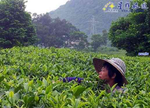 英德老一队茶叶-英德老一队茶业