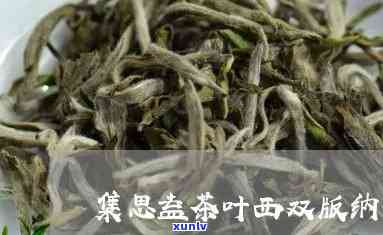 集思益茶叶世典藏-集思益茶叶价格