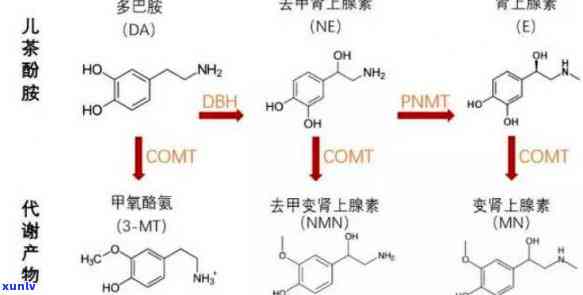 儿茶酚胺在哪些食物中含量较高？