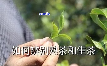 怎样知道茶叶的生熟-怎样知道茶叶的生熟呢