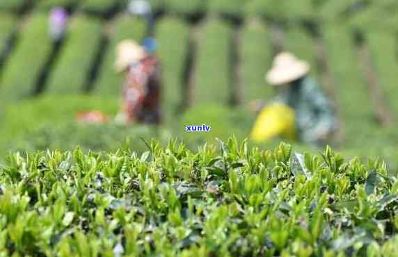 茶叶是什么节成熟的，揭秘茶叶的成熟节：你不知道的知识点！