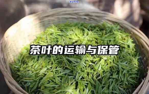 新茶叶运输如何保，保障新：茶叶运输中的保技巧与策略