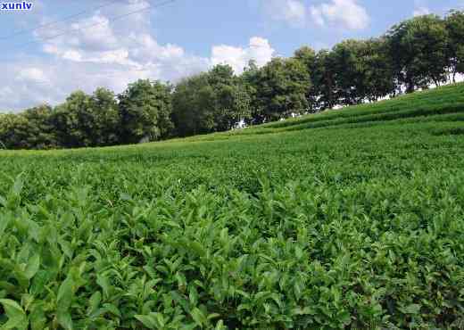 古劳茶山有茶叶买吗现在，现在去古劳茶山能买到新的茶叶吗？