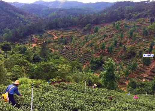 古劳茶山有茶叶买吗-古劳茶山有茶叶买吗