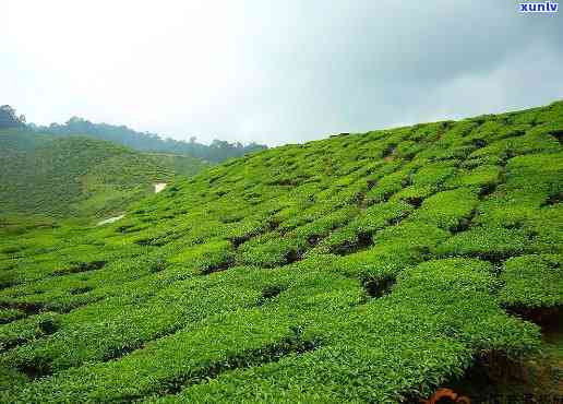 古劳茶山有茶叶买吗-古劳茶山有茶叶买吗