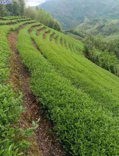 古劳茶山有茶叶买吗-古劳茶山有茶叶买吗