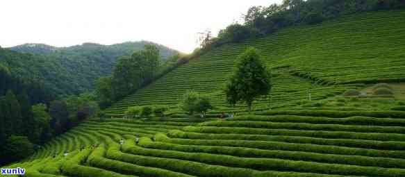 西大明山茶叶-西大明山茶叶有哪些