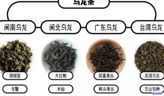 哪种茶是半发酵的茶？探讨乌龙茶、铁观音等半发酵茶的种类与特点