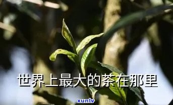 世界更大的茶叶-世界更大的茶叶是什么