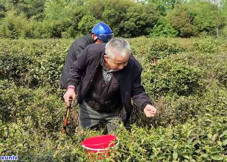 扬州茶叶推荐：口感与品质兼具的好茶