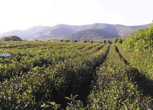 宜兴茶厂的茶叶-宜兴茶厂的茶叶有哪些