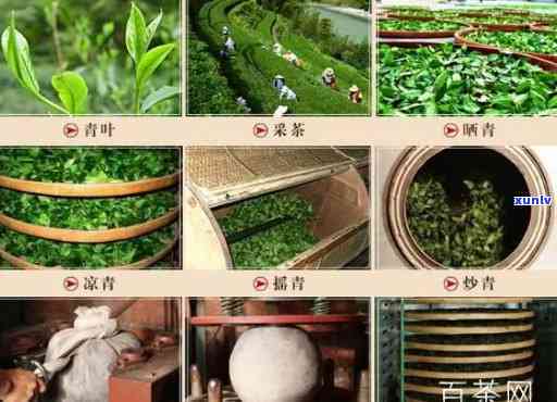 茶叶加工学名词解释-茶叶加工学名词解释是什么