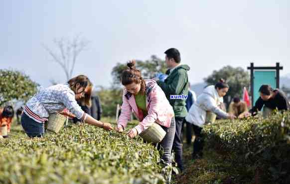 茶叶开采仪式，重开启茶叶采摘！举行大规模的茶叶开采仪式