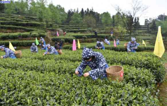 茶叶开采仪式，重开启茶叶采摘！举行大规模的茶叶开采仪式