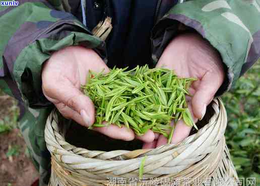 怀化碣滩茶哪里买，寻找好茶？揭秘怀化碣滩茶的购买地！